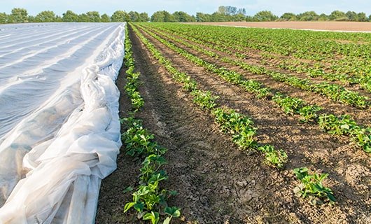 Non-Woven Crop Cover